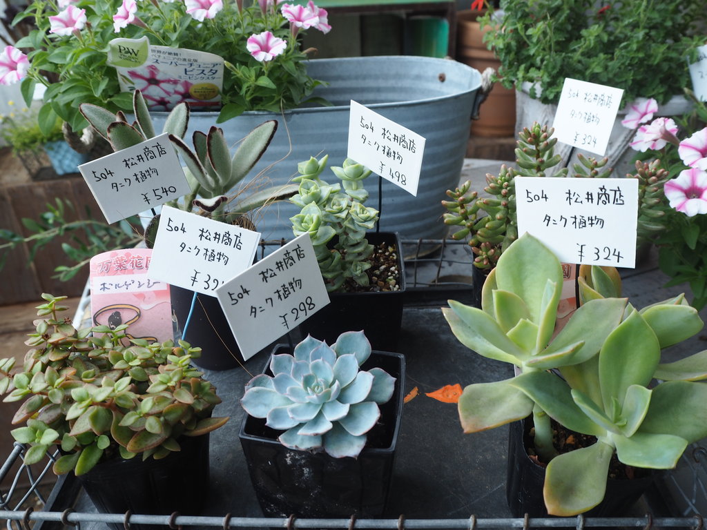 祝 移転オープン 観葉植物と雑貨のお店 松井商店 諫早市小野島町 長崎 諫早市民 ふくちゃんの食う 寝る 遊ぶ日記 祝 移転オープン 観葉植物と雑貨のお店 松井商店 諫早市小野島町 長崎 諫早市民 ふくちゃんの食う 寝る 遊ぶ日記