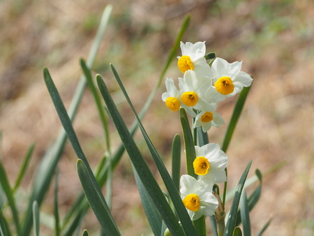 2023.02.15 長崎市松原町 原種梅林 虎馬園P1016071