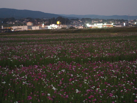 2022.10.15 ëÝÁá»Ô¹âÍè¡¡´³Î¦ÃÏ¥Õ¥é¥ï¡¼¥¾¡¼¥óPA151394