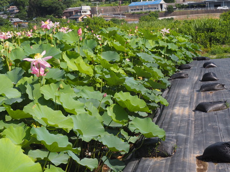 2025.07.22¡¡ëÝÁá»Ô¡¡ÅâÈæ¥Ï¥¹±à¡¡ÁÐÆ¬Ï¡P7230187