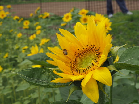 2022.05.31 ����Կ���Į������ϥ���P5291018