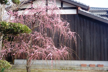 12-国見町 神代小路DSC06524