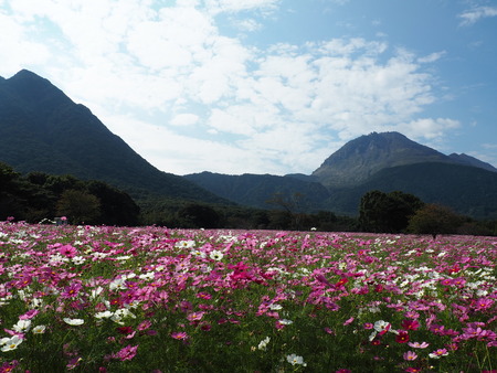 2022.10.22 島原市 火張山花公園PA221851