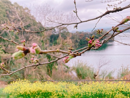 2022.03.20 多良見町 古川の桜並木IMG_2036