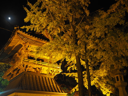 2021.11.17 ����Զ�ëĮ���¾���PB167162