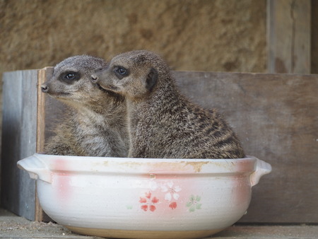 2021.11.14 �����ݻԡ��彽����ư��ʪ�ࡡ�������PB136398