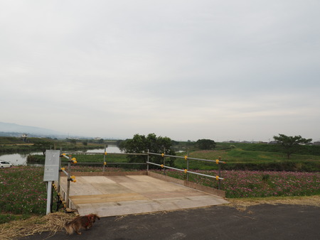 2022.10.16 諫早市不知火橋下のコスモス畑PA161736