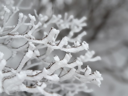 雲仙仁田峠の霧氷IMG_4010
