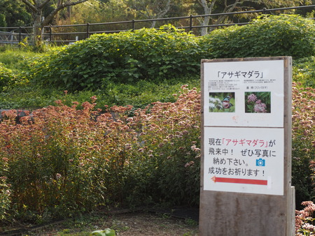 ���ޤФ��ĥ���ָ��ࡡ�������ޥ���PB021444