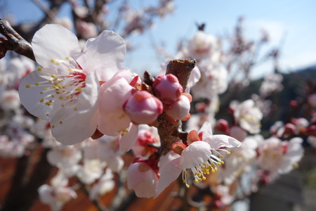 16-虎馬園DSC04915