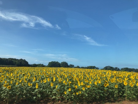 2025.07.25 雲仙市愛野町 ひまわり畑IMG_8056