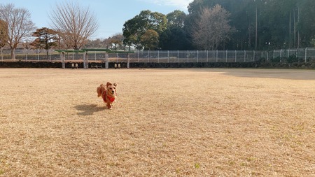 2022.02.13 雲仙市国見町 百花台公園ドックランIMG_8385