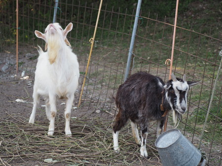 ���ޤФ��ĥ���ָ��ࡡ�������ޥ���PB021486