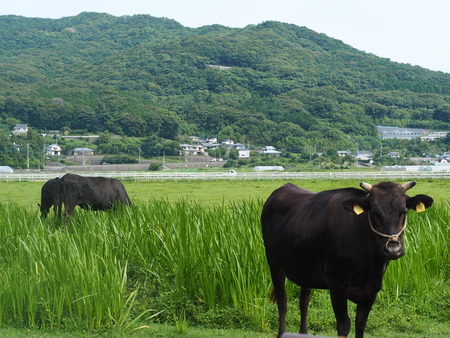 2021.06.19 諫早市森山町P6174385