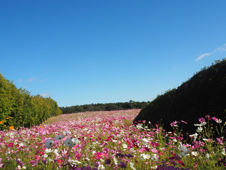 2021.10.15大村市 松本つつじ園PA143582