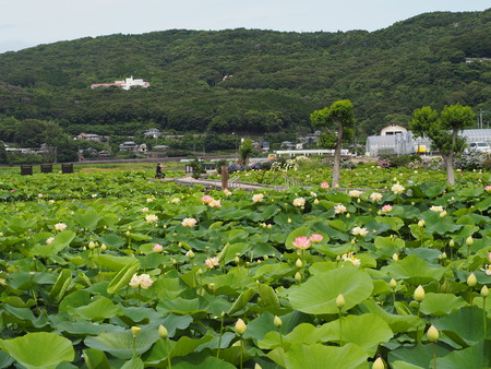 2022.06.18 諫早市森山町 唐比ハス園P6171735