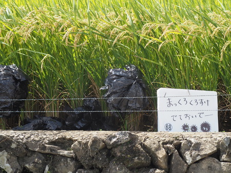 鬼木棚田まつり まっくろくろすけP1010098