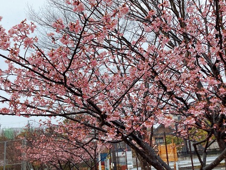 2022.02.21 大村市 久原公園 河津桜IMG_9048