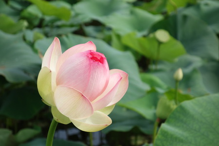 8-��������ϡ��DSC08349