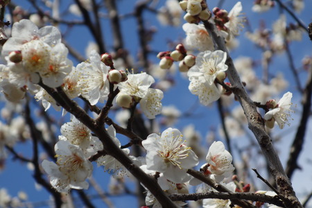 10-島原梅園DSC09482