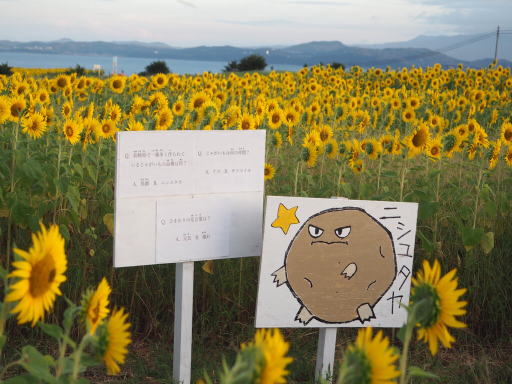 ひまわり満開！今が絶好のタイミング「ひまわりクエストⅣ」（雲仙市小
