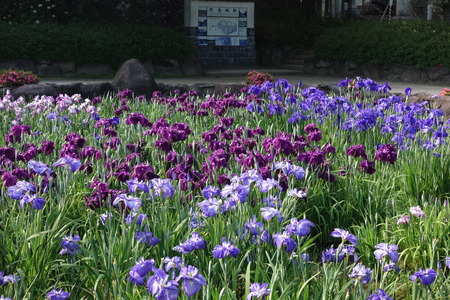 3-大村公園しょうぶDSC01306