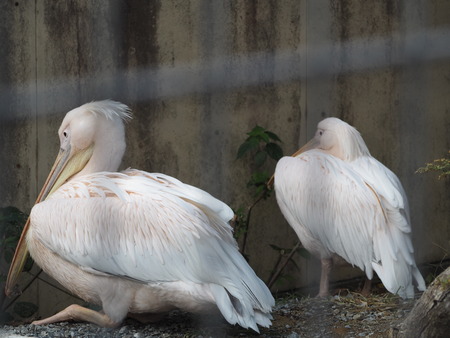 2021.11.14 �����ݻԡ��彽����ư��ʪ�ࡡ�������PB136181