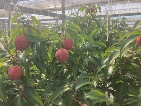 ���츩��Į���ߥ��ե����भ��� �饤��Ŧ�߼���IMG_8395