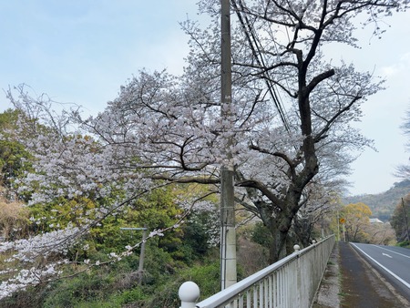 �����¿�ɸ�Į������Х���IMG_5978