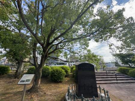 高城公園 被爆クスノキ2世IMG_7823