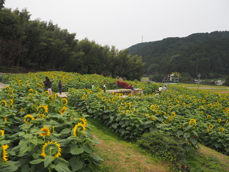 16-佐賀県みやき町 山田 ひまわり園PB033750