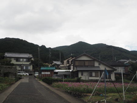 4−多良見町大草 コスモス畑PA191937