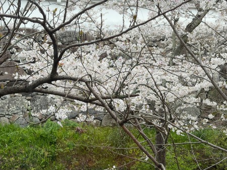 ��¼�ԡ��ߥ�����IMG_6965