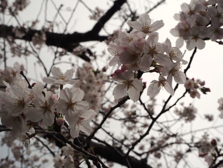 15-�����¿�ɸ�Į������Х���κ�����P3203883