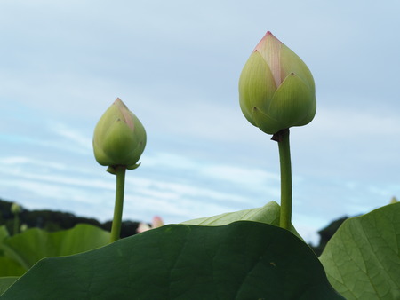 2021.06.18 ԡϥP6174269