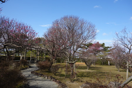 7-島原梅園DSC09533