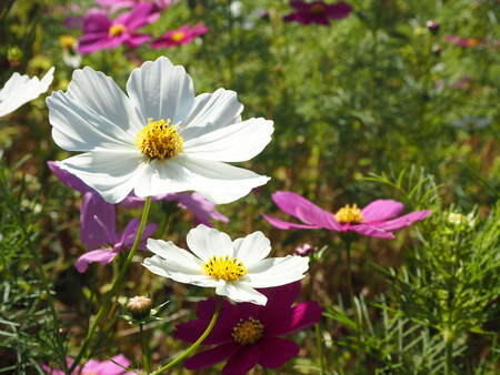 21-´³Î¦ÃÏ¥Õ¥é¥ï¡¼¥¾¡¼¥ó£Ê£Ò¥¦¥©¡¼¥¥ó¥°¡¡´ÒÁá»Ô¹âÍèÄ®PA251761