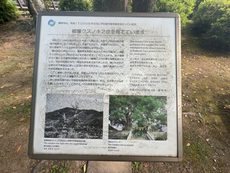 高城公園 被爆クスノキ2世IMG_7825