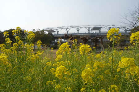 2-運動公園 菜の花DSC07307