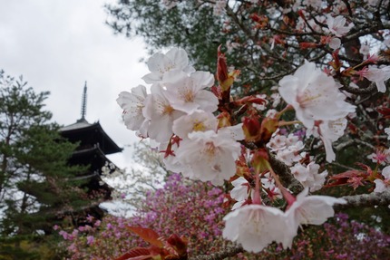 23-仁和寺DSC05738
