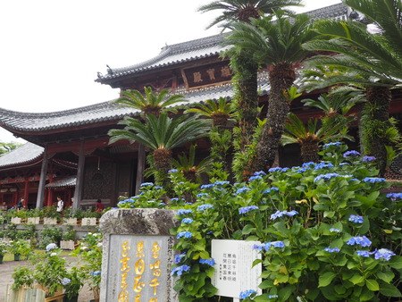 2024.06.02 長崎市 興福寺あじさいP6027429