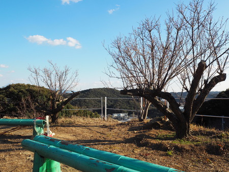 2022.01.19諫早市 御館山神社 梅園P1190033