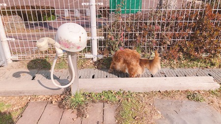 2022.02.13 雲仙市国見町 百花台公園ドックランIMG_8361