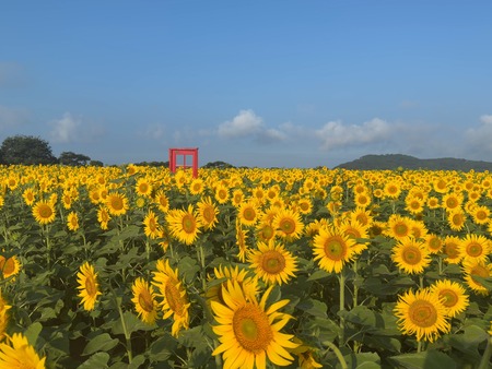 赤色のどこでもドア 愛野町じゃがいも畑IMG_8753