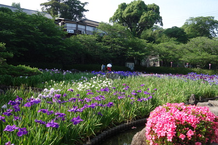 1-大村公園しょうぶDSC01303