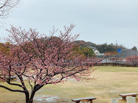 2022.02.21 大村市 久原公園 河津桜IMG_9042