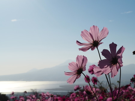 9-5-諫早市 白木峰高原コスモスPA150213