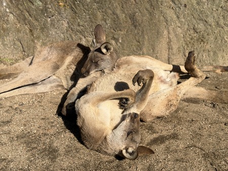 Ĺ��Х����ѡ��������󥬥롼IMG_0564