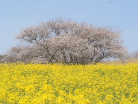 �������⸶�κڤβ�P3271470