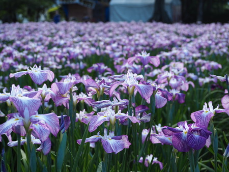 2021.05.25 大村公園 菖蒲P5232373